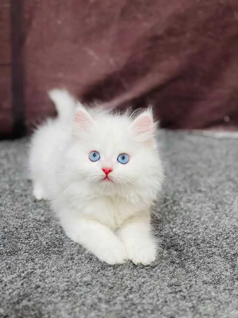 cash on deliveryparshion kitten cat male and female British — photo 2