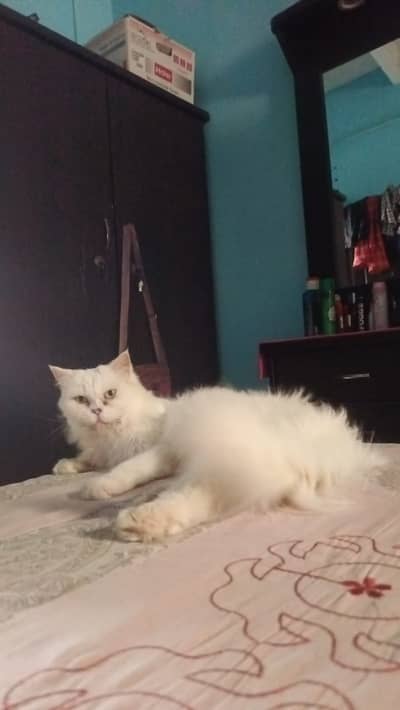 Persion female cat