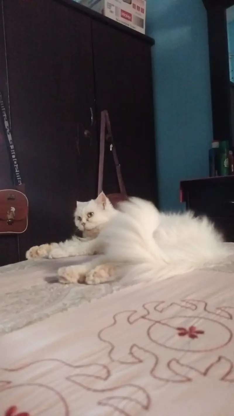Persion female cat — photo 2
