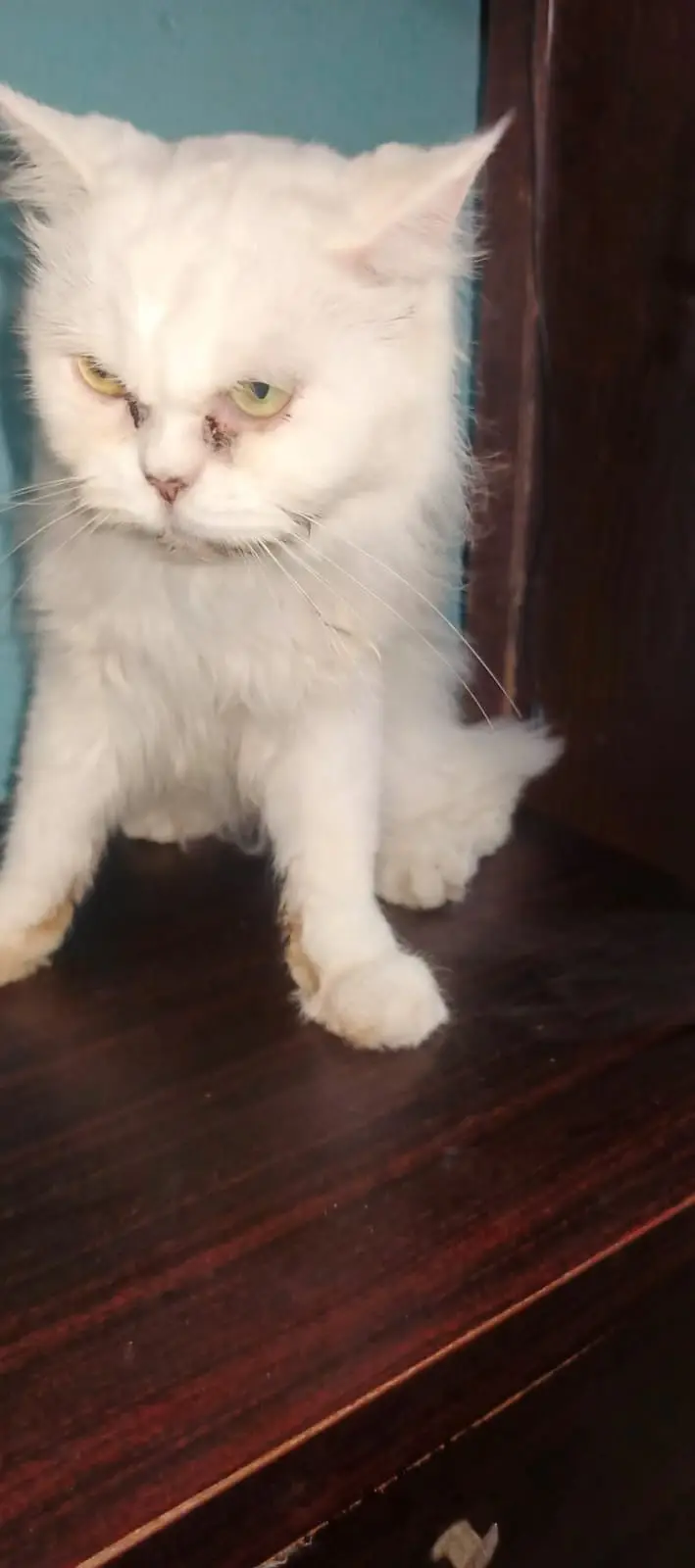Persion female cat — photo 3