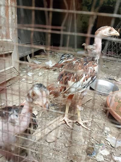 aseel chicks