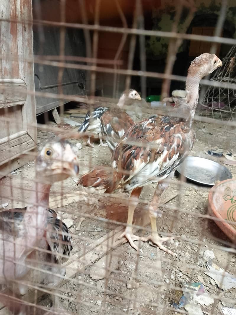 aseel chicks 1