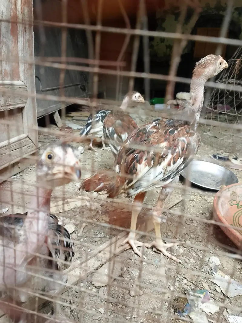 aseel chicks — photo 2