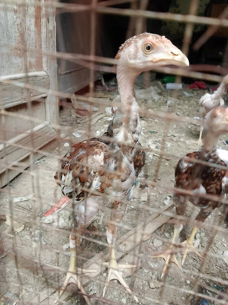 aseel chicks 2