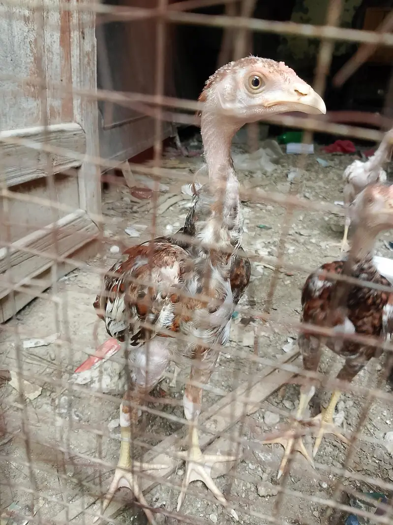 aseel chicks — photo 3