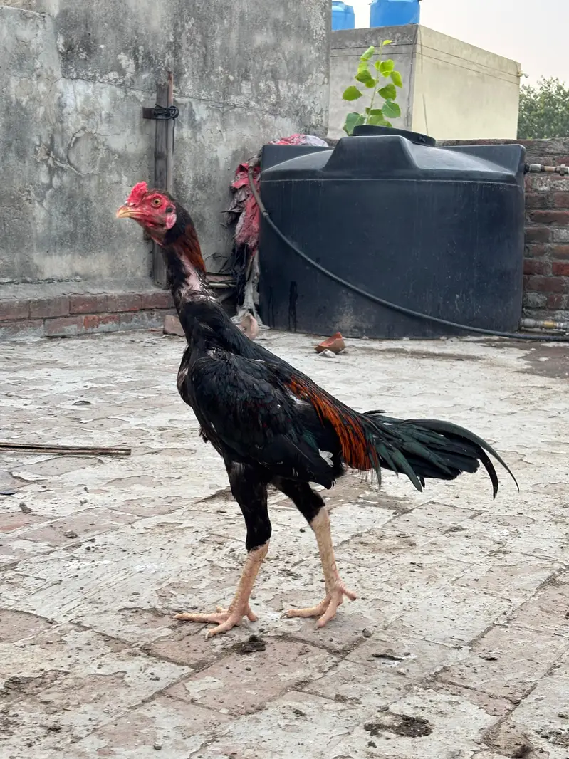 High Quality Aseel Pathy — photo 2