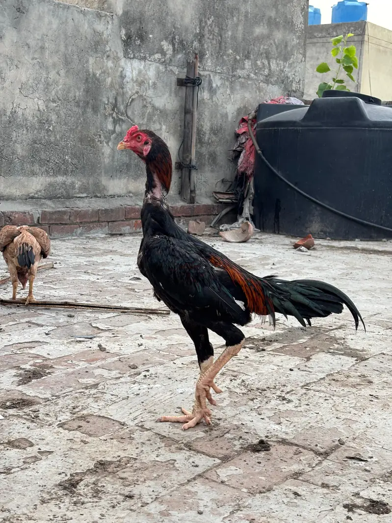 High Quality Aseel Pathy — photo 3