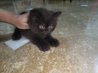 Persian kittens for sale
