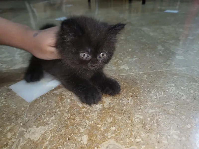 Persian kittens for sale — photo 2