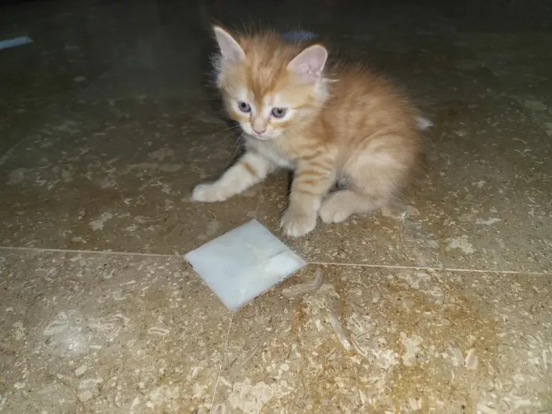 Persian kittens for sale — photo 3