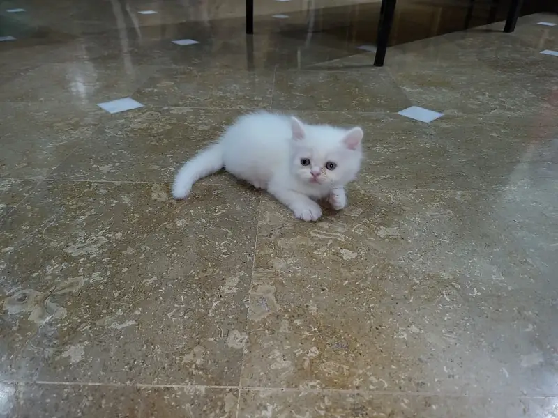 Persian kittens for sale — photo 4