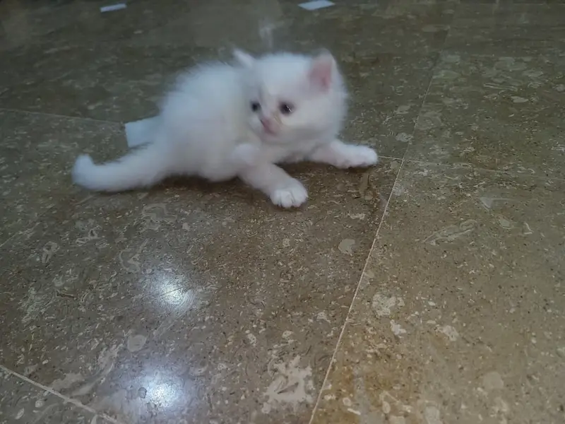 Persian kittens for sale — photo 5
