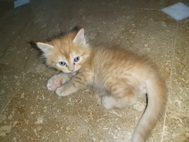 Persian kittens for sale — photo 6