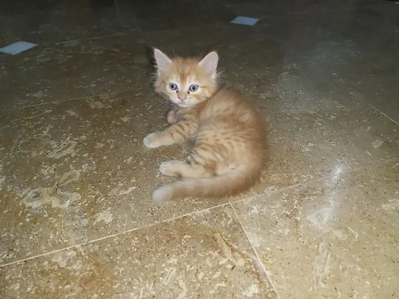 Persian kittens for sale — photo 7