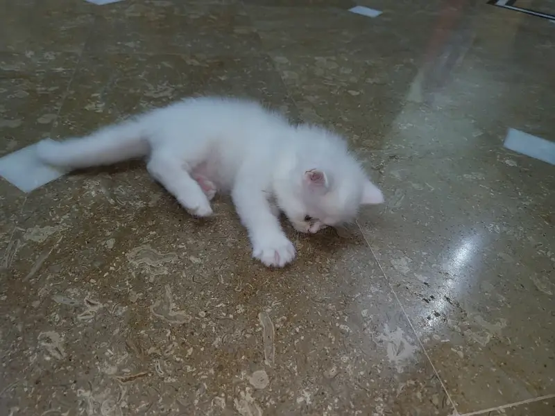 Persian kittens for sale — photo 8