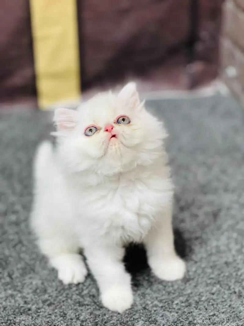 parshion kitten cat male and female British — photo 2