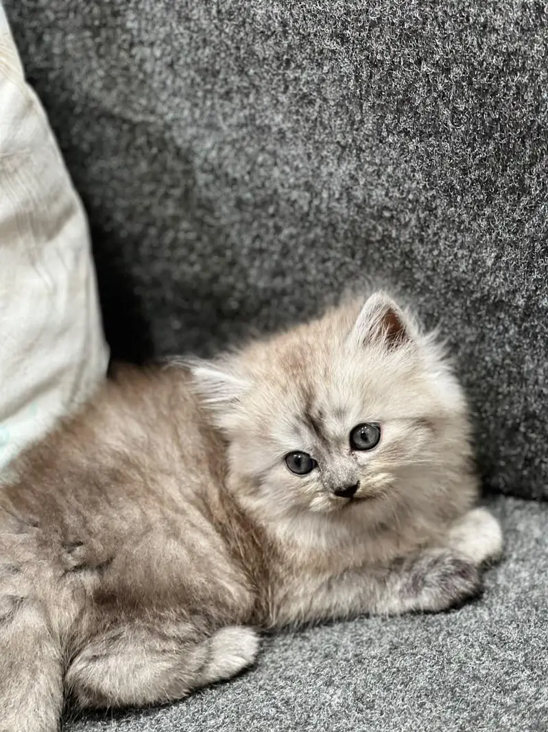 parshion kitten cat male and female British — photo 4