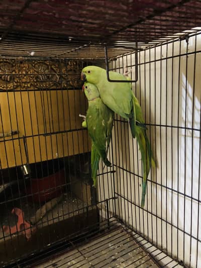 Green Porrot