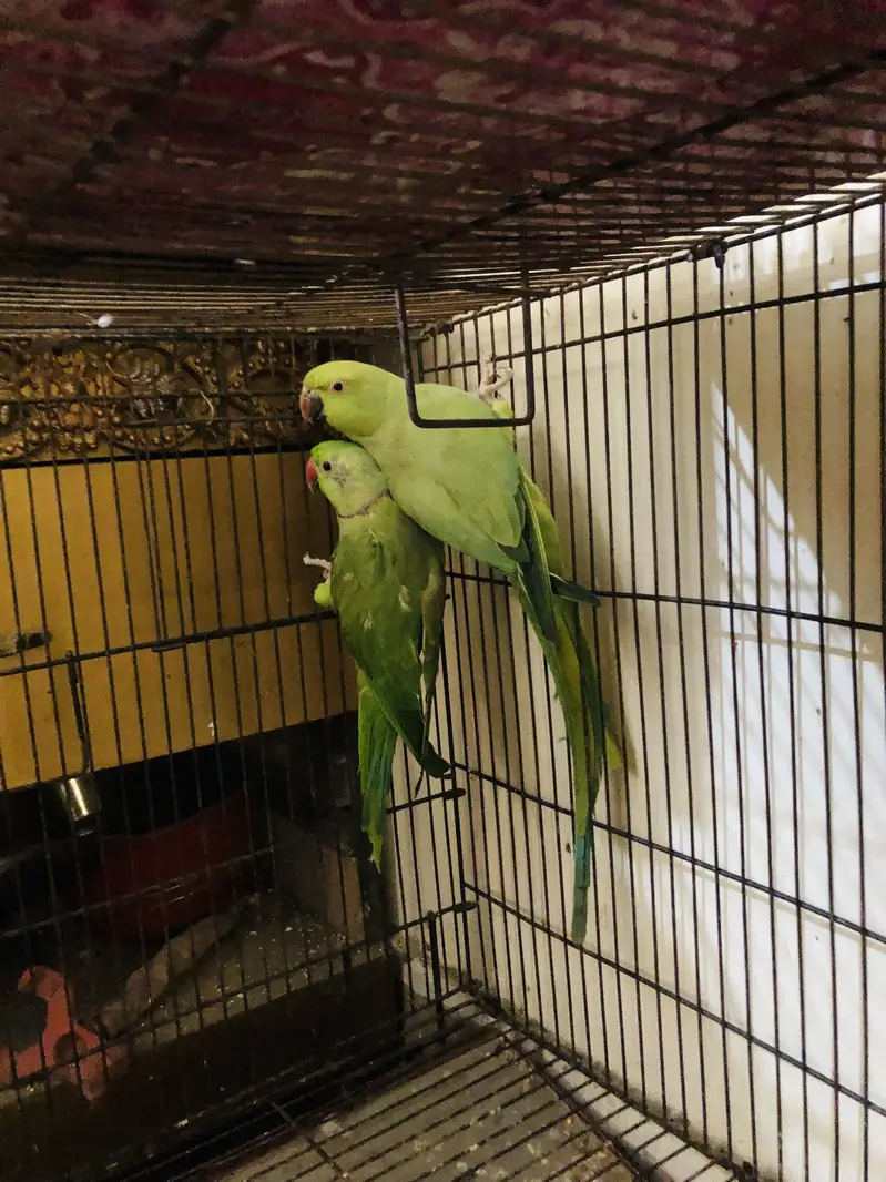 Green Porrot — photo 2