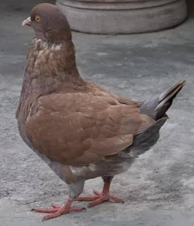 Red King Young ready to breed male for sale.