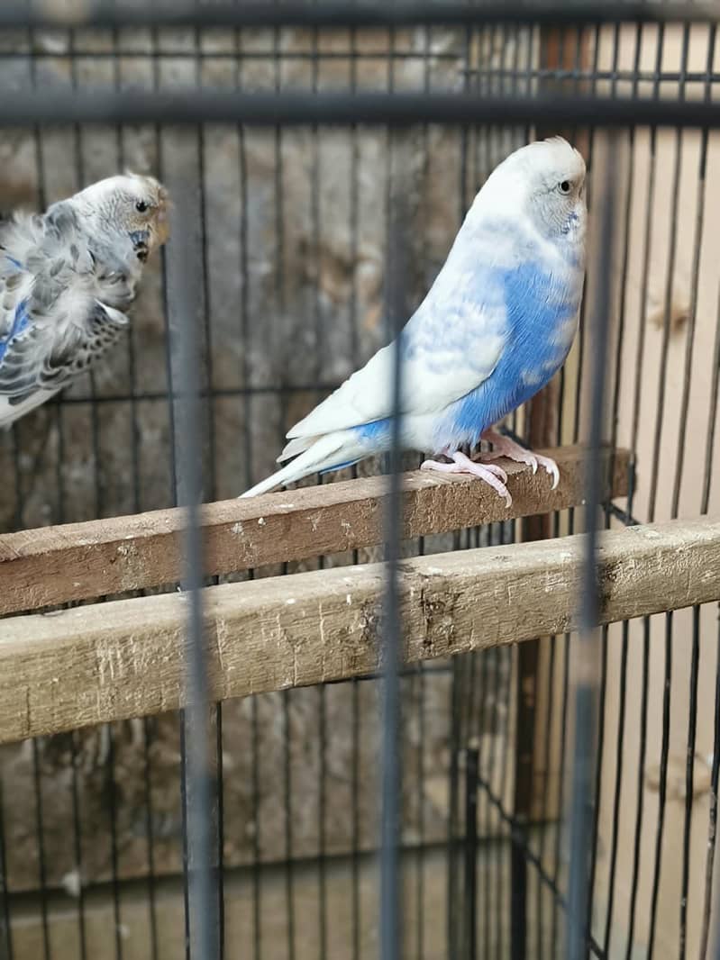 hogo split bf 7