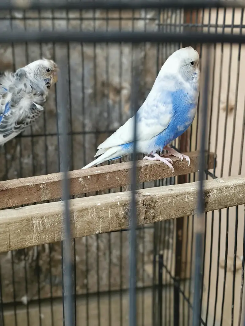 hogo split bf — photo 8
