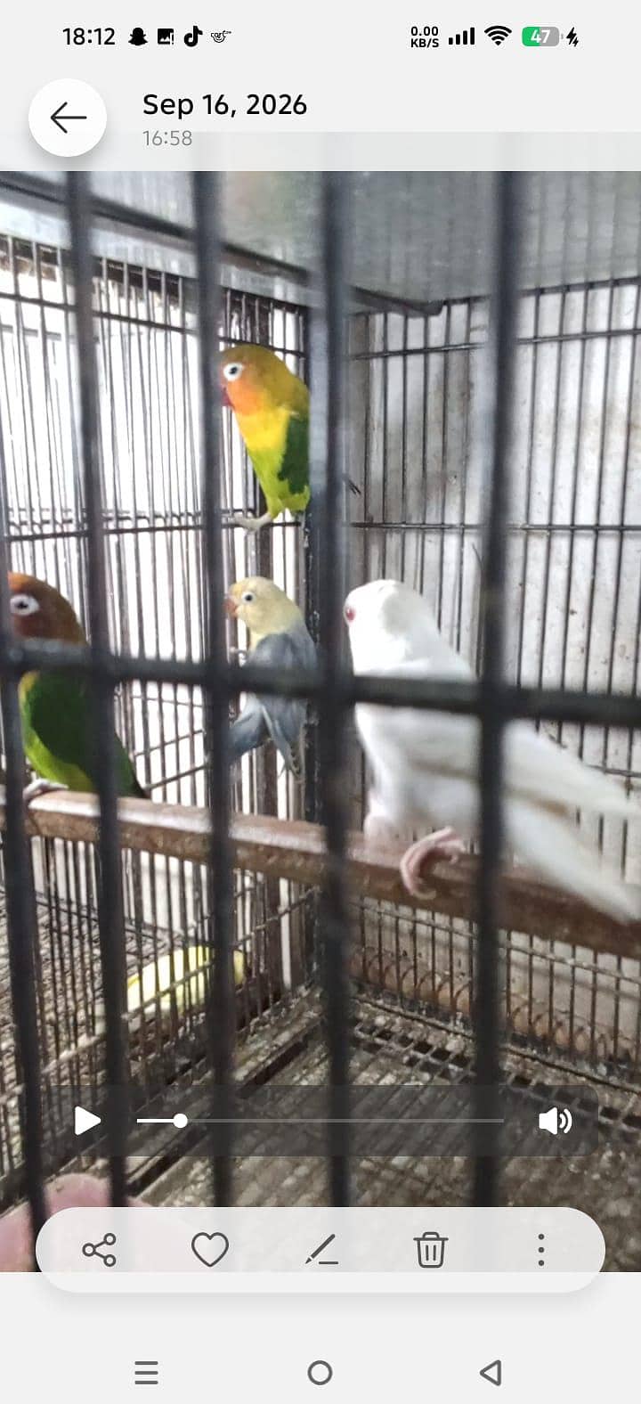 hogo split bf 8