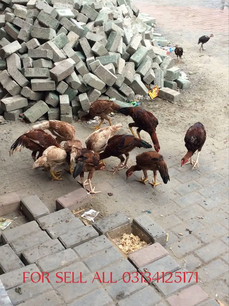 ALL breeding hens