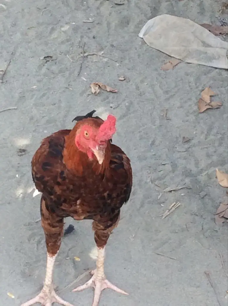 ALL breeding hens — photo 2