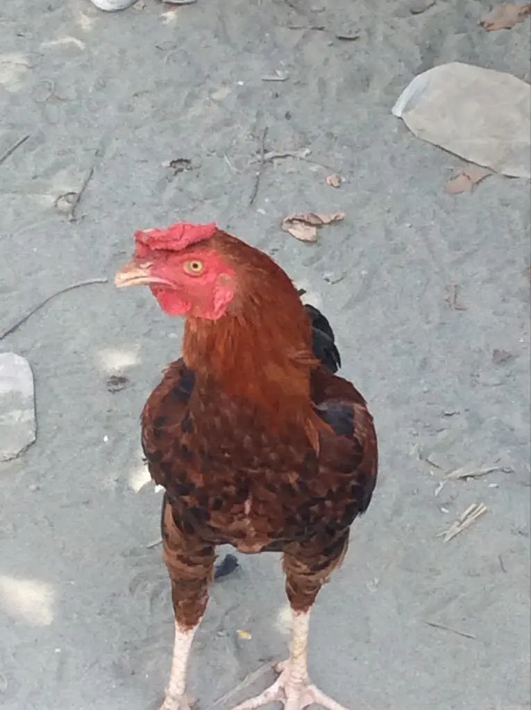 ALL breeding hens — photo 3