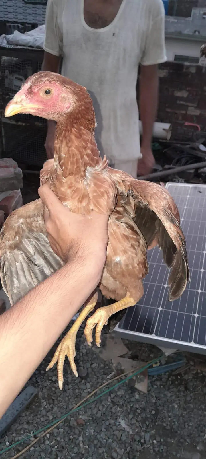 ALL breeding hens — photo 4
