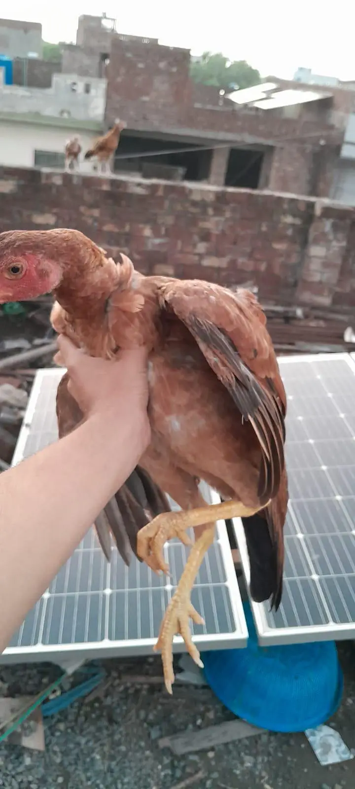 ALL breeding hens — photo 6
