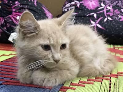 Persian cat