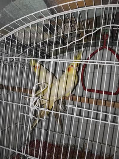 Cocktaiel yellow lutinos