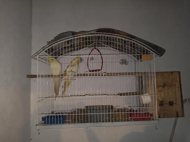 Cocktaiel yellow lutinos — photo 3