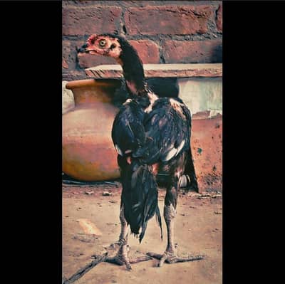 Aseel Thai chicks