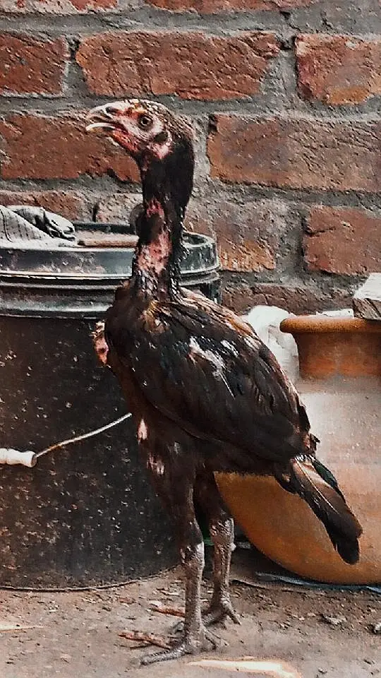 Aseel Thai chicks — photo 3