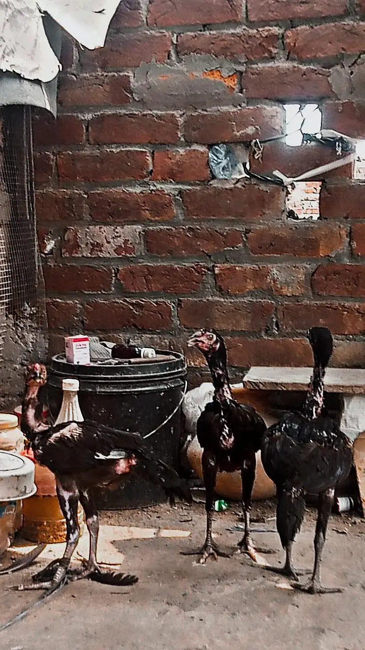 Aseel Thai chicks — photo 6
