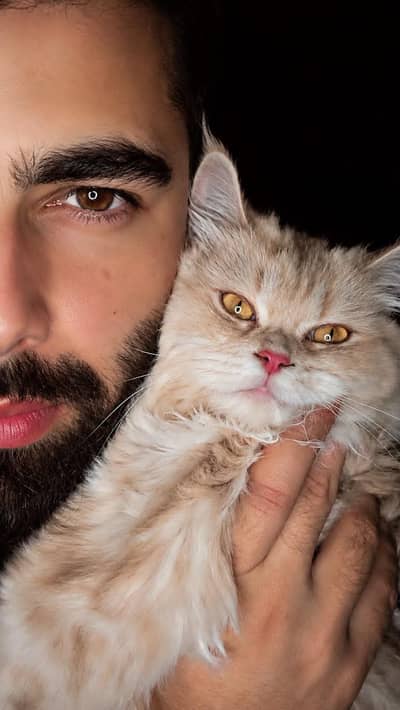Persian cat for sell
