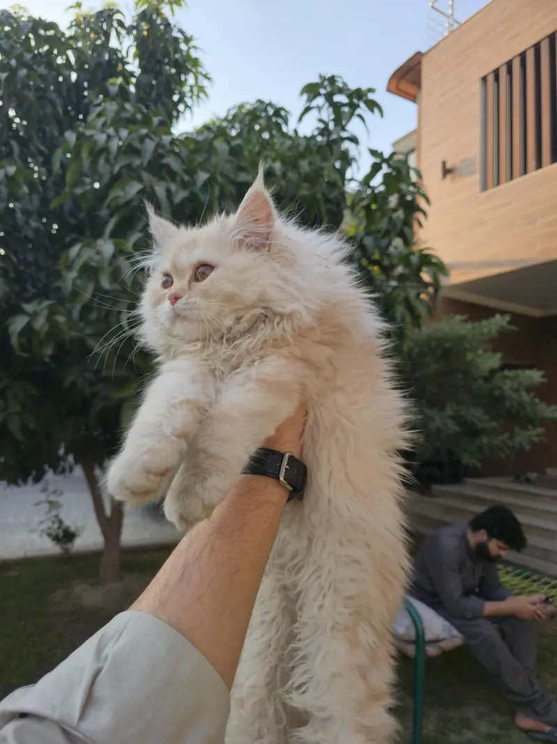 Persian cat for sell — photo 3