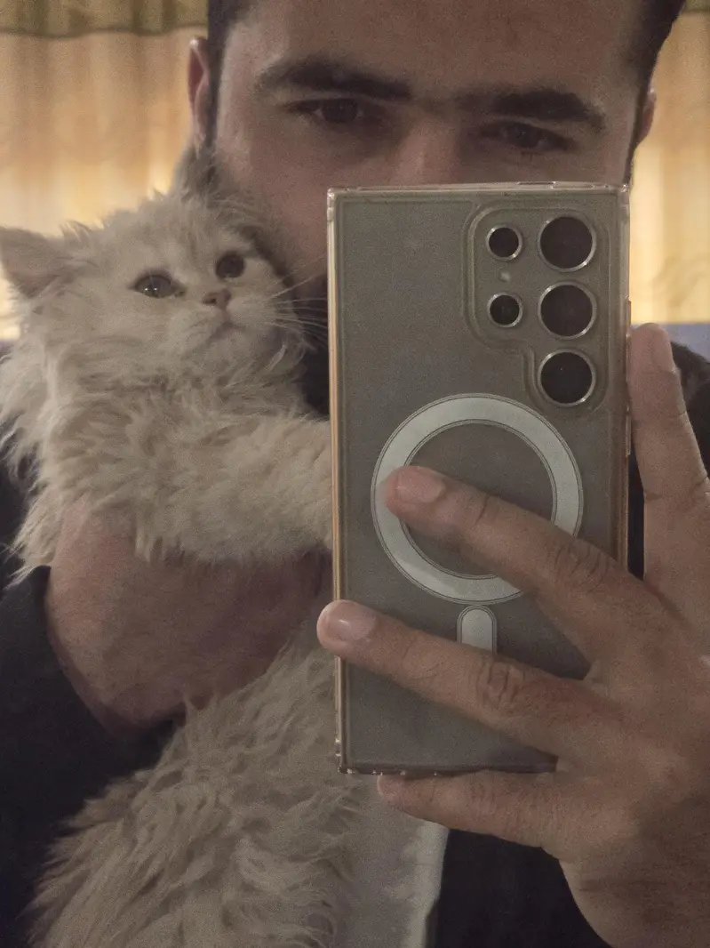 Persian cat for sell — photo 4