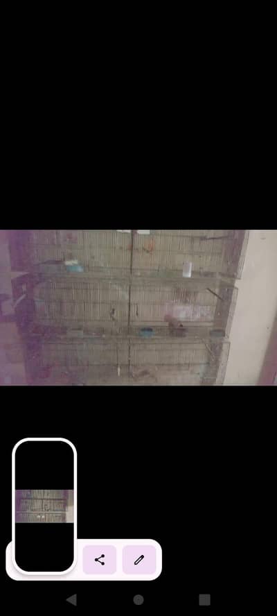 birds cage