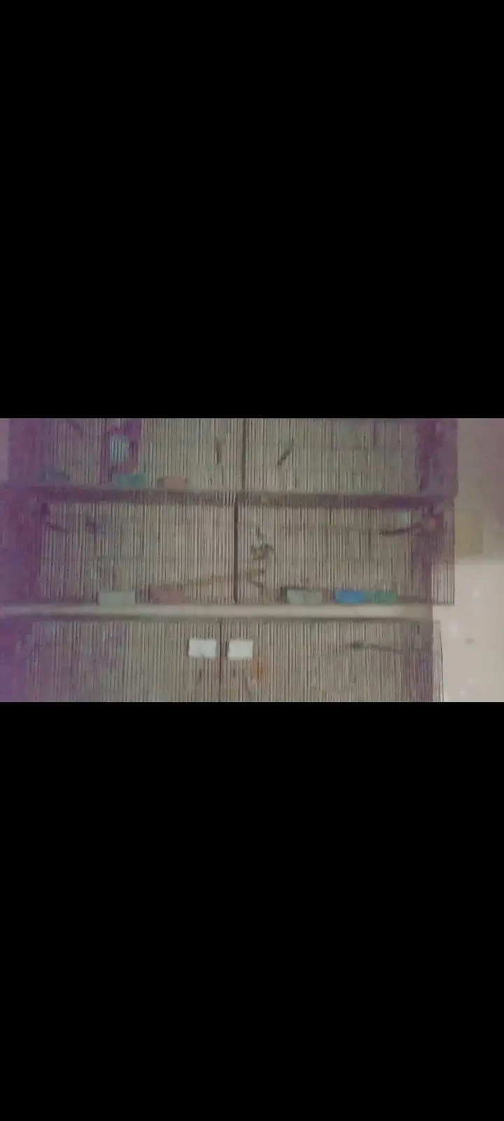 birds cage — photo 2
