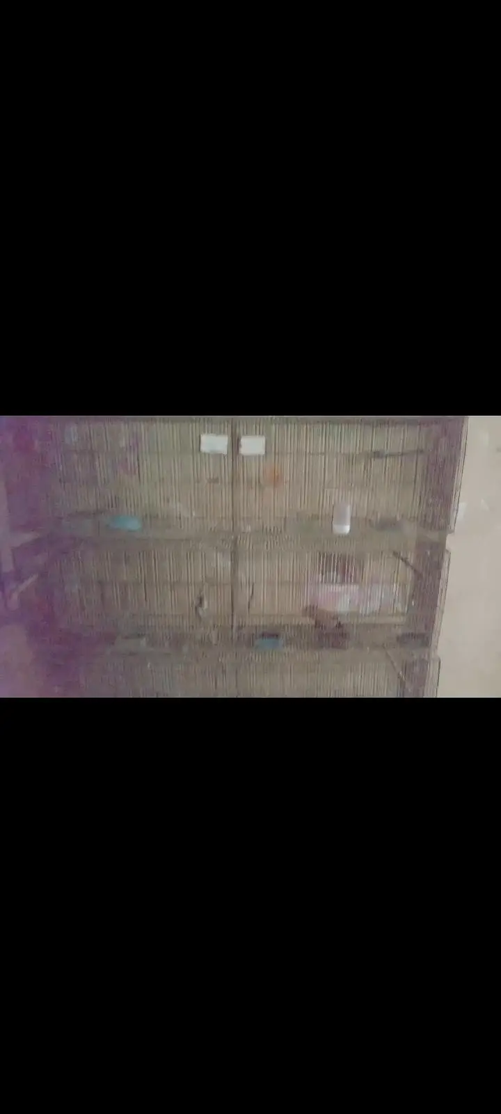 birds cage — photo 3
