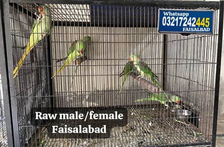 Raw male/female Loction FSD