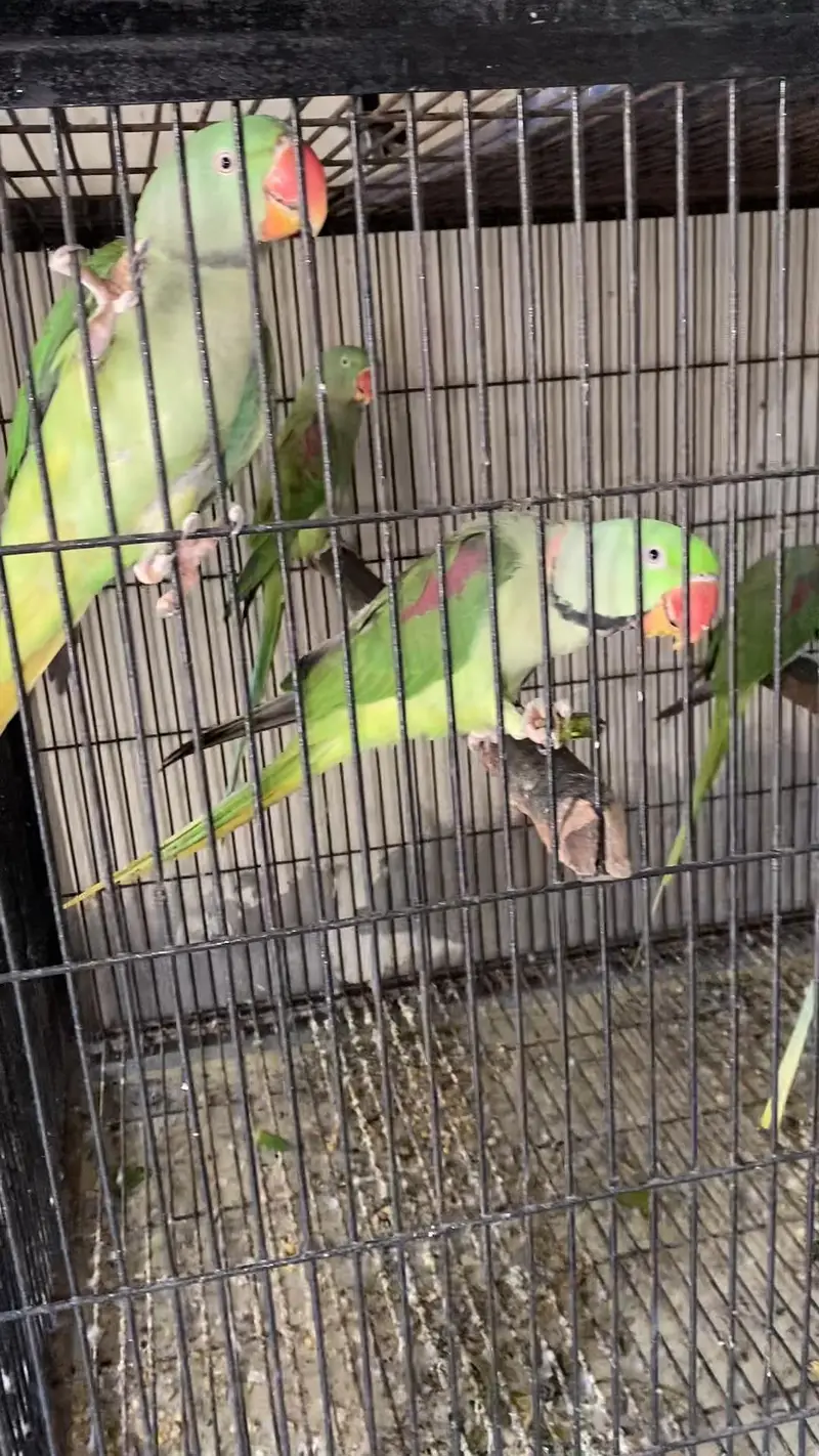 Raw male/female Loction FSD — photo 2