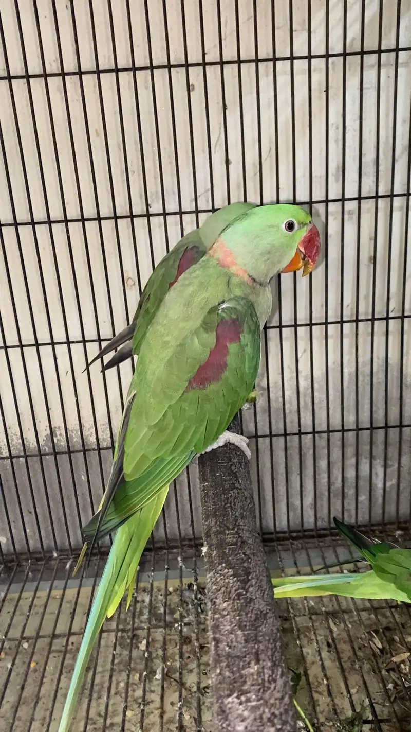 Raw male/female Loction FSD — photo 3