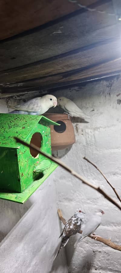love birds