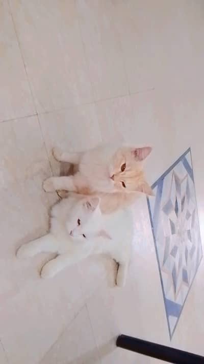 Persian cat