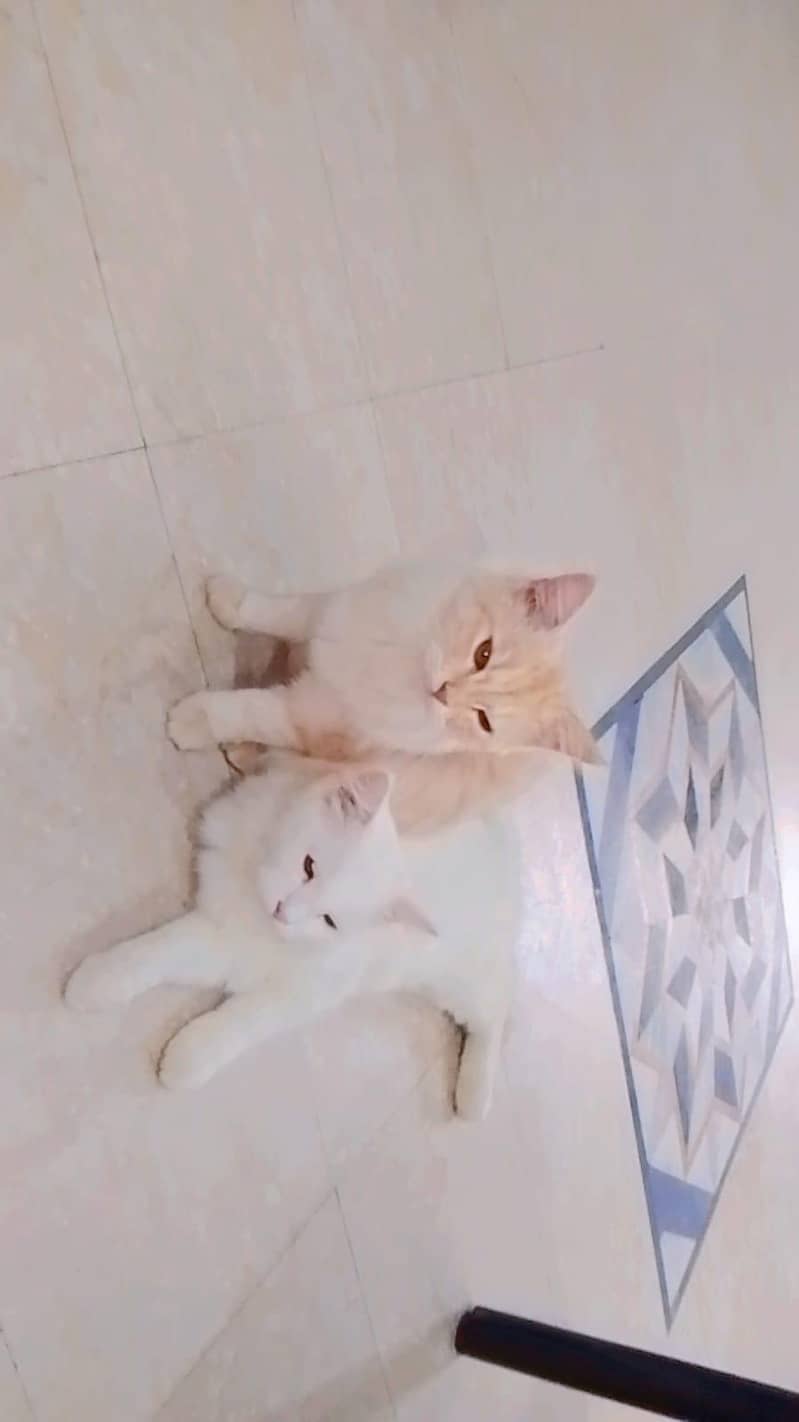 Persian cat 0